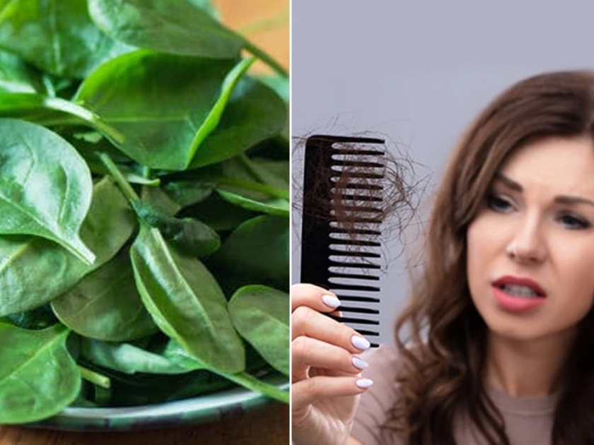 Spinach or Palak benefits in hair growth and prevent hairfall, know how to make its hair pack | केसगळती थांबवण्यासाठी सर्वात खास नैसर्गिक उपाय, 'असा' तयार करा पालकाचा हेअर पॅक!