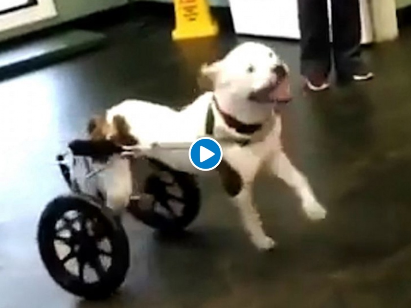 Video : Doggy got to run for the 1st time after car accident video goes viral | Video : अपंग कुत्र्याला व्हीलचेअर मिळाल्यावर असा काही धावला की, पाहून थक्क व्हाल!