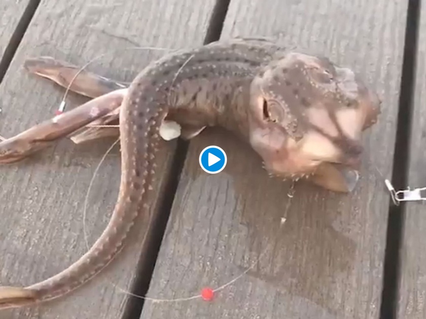 OMG! Fisherman Catches Sea Monster With Three Legs And It's Freaky | अरे बाप रे बाप! समुद्रात सापडलेल्या विचित्र जीवाचा व्हायरल व्हिडीओ पाहून उडाली लोकांची झोप!