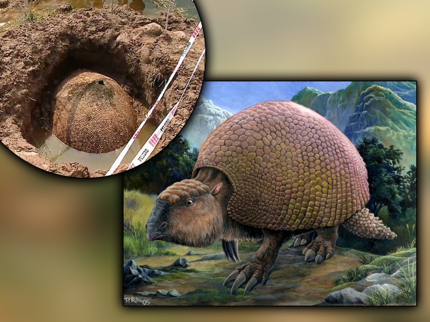 10 thousand year old giant armadillo shell is found in Argentina | बाबो! 'इथे' सापडलं १० हजार वर्ष जुन्या विशाल प्राण्याचं बुलेट प्रूफ सुरक्षा कवच!