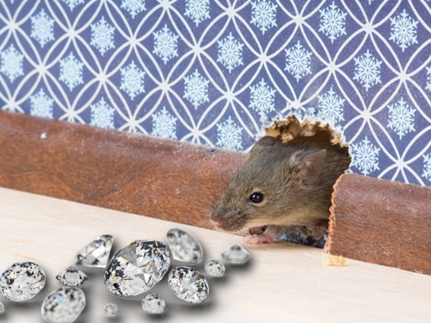 Rat army stolen diamonds from jewelery shop at Patna, cctv footage shows it all | उंदरांचा हायप्रोफाइल दरोडा, ज्वेलरी शॉपमधील लाखोंचे हिरे लंपास!