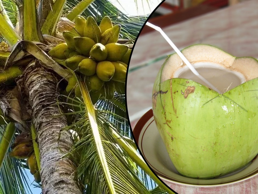 How does water exist inside a coconut? | निसर्गाची करणी अन् नारळात पाणी...पण नारळात पाणी येतं कुठून?