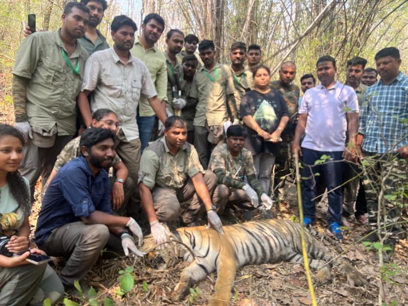 the tigress that got lost in navegaon nagzira was finally found | नवेगाव-नागझिऱ्यात भरकटलेली ‘ती’ वाघीण अखेर सापडली