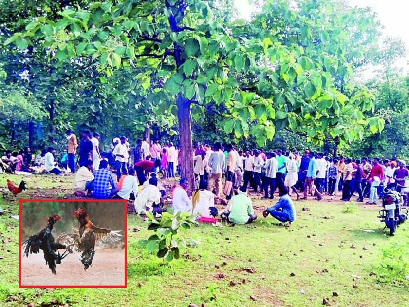 illegal sport of cock fighting in wani of yavatmal district with a turnover of billions | थायलँडमधील कोंबड्याच्या झुंजीने रोवले विदर्भात पाय; करोडोंची उलाढाल
