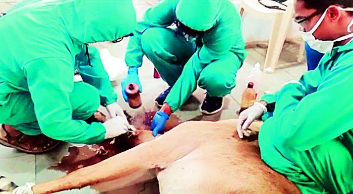 Treatment for nilgai injured in accident | अपघातामध्ये जखमी झालेल्या नीलगाईवर उपचार 