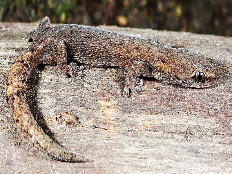 Research of two new species of lizard in Tamil Nadu; The Slender Geko family number six | तामिळनाडूत पालींच्या दोन नव्या प्रजातींचे संशोधन; स्लेंडर गेको कुळातील प्रजातींची संख्या सहावर