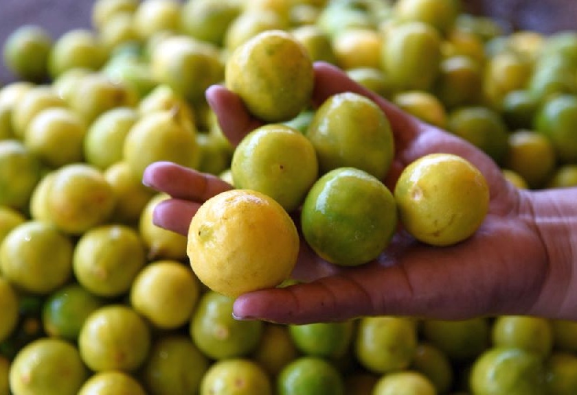 lemon prices are on hike per kg lemon at 300 rupees at arvi market | ऐन उन्हाळ्यात लिंबू खातोय भाव; आर्वी बाजारात १ किलो लिंबाची किंमत ३०० रुपयांवर