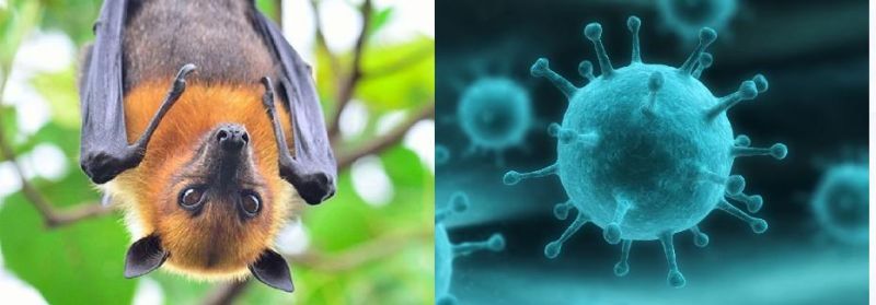  Nepah Virus: 'Alert' across the state | निपाह व्हायरस : राज्यभरात ‘अलर्ट’