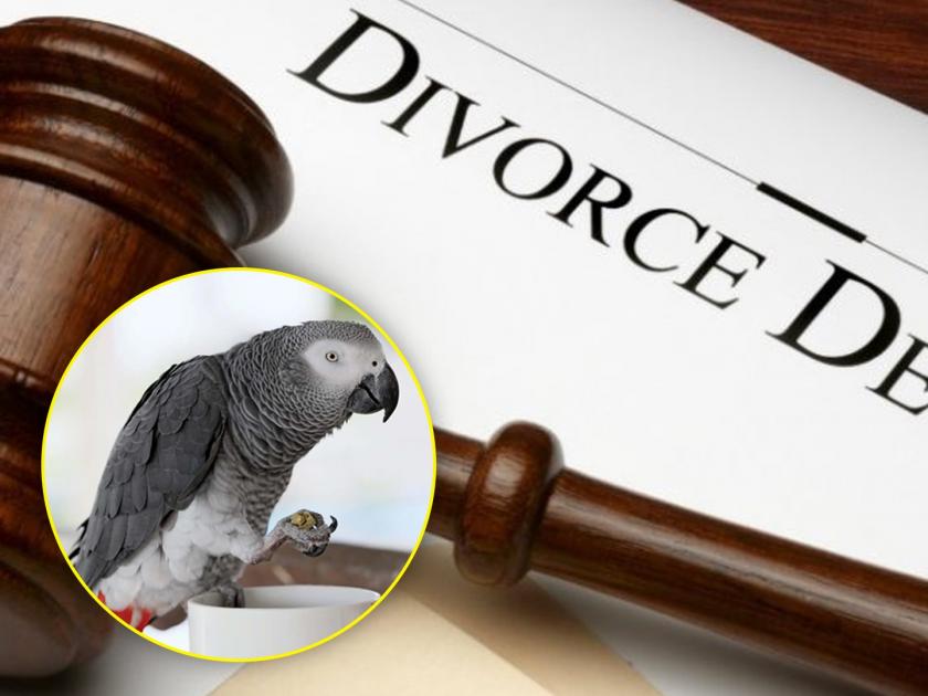 Parrot give divorce a husband insistence to an African parrot Finally the stalled divorce is granted in a moment | 'पोपट दे घटस्फोट घे', पतीच्या हट्टापायी सोडला आफ्रिकन पोपट अन् रखडलेला घटस्फोट मंजूर