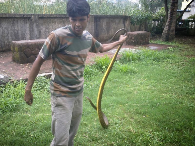 Snake from Municipal Commissioner's bungalow | मनपा आयुक्तांच्या बंगल्यावर निघाला साप