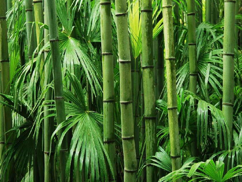 Bamboo Research Center idle for four years; The HC itself filed a PIL | बांबू संशोधन केंद्र चार वर्षांपासून निरुपयोगी; हायकोर्टाने स्वत:च दाखल केली जनहित याचिका