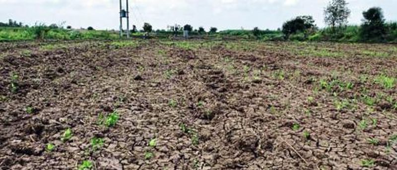 Farmers await report of non-germinated seeds | न उगवलेल्या बियाण्यांच्या अहवालाची शेतकऱ्यांना प्रतिक्षा