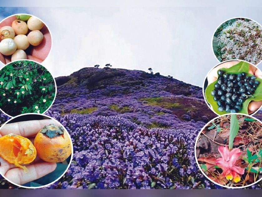 Satpura mountain range blooming with wildflowers | रानफुलांनी बहरल्या सातपुडाच्या पर्वतरांगा