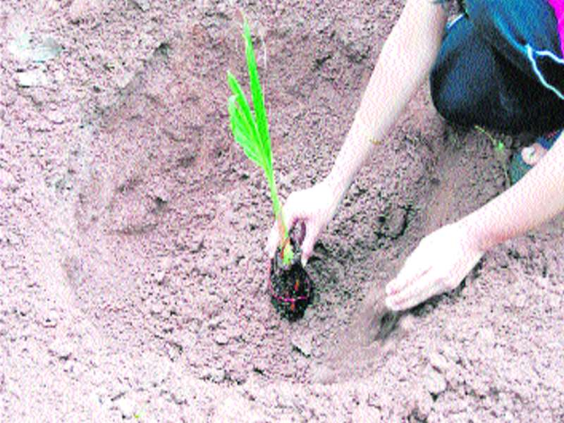 Proposal for plantation finally approved | वृक्षारोपणाचा प्रस्ताव अखेर मंजूर