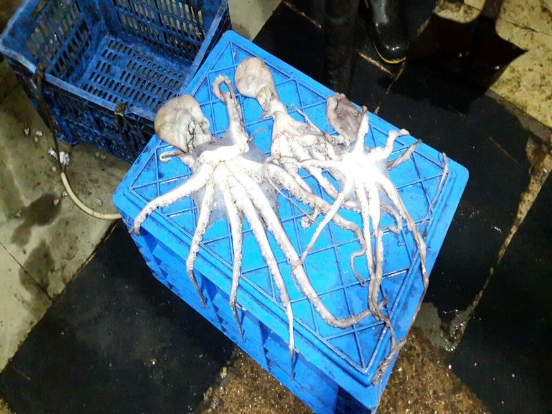 Rare octopus found in Harne harbor | VIDEO- हर्णे बंदरात आढळला दुर्मिळ ऑक्टोपस 