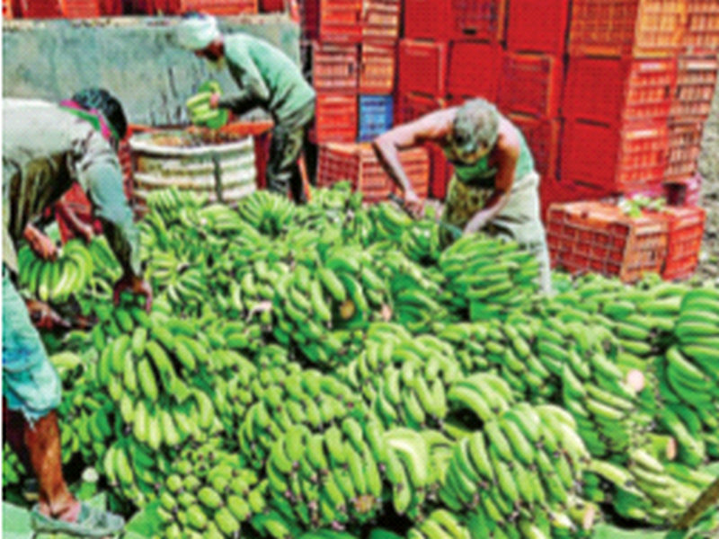 Restrictions hit agriculture | निर्बंधांचा शेतीमालाला फटका; द्राक्षांची कवडीमोल दराने विक्री