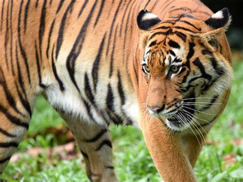 The cause of death of leopards and tigers will clear soon; Wildlife DNA Laboratory in Nagpur | लवकर कळेल वाघ, बिबट्यांच्या मृत्यूचे कारण; नागपुरात वन्यजीव डीएनए प्रयाेगशाळा