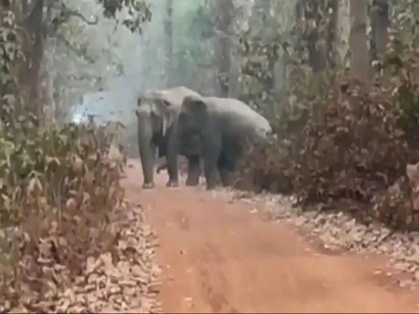 This family of elephants will win your heart count how many elephants are there in this video | तुमचंही मन जिंकेल हत्तीचं कुटुंब ; 'या' व्हिडीओत कुटुंबातील हत्तींची संख्या किती? बघा जमतंय का