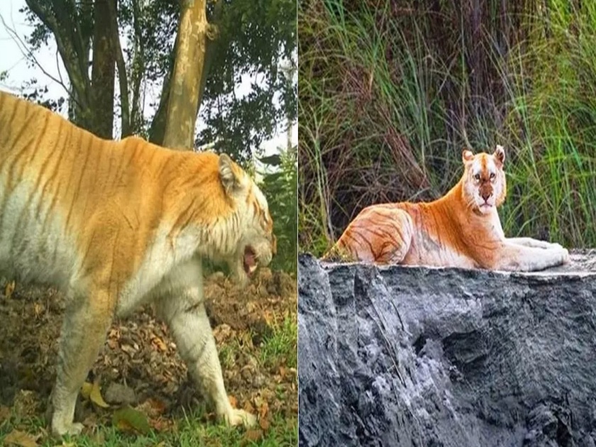India have a golden tiger also pic goes viral | दुर्मीळ गोल्डन टायगर कॅमेरात कैद, भारतात फक्त एकच शिल्लक; पाहा व्हायरल फोटो