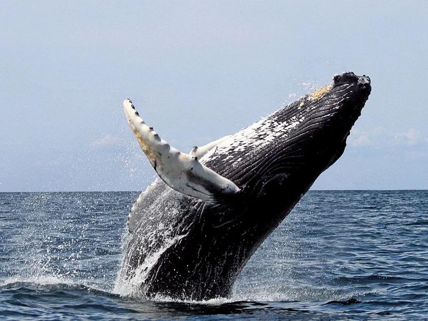 Scientists have found a 268 year old whale | २६८ वर्षांपासून जिवंत असलेला व्हेल मासा सापडला, अमेरिकेच्या इतिहासापेक्षाही २५ वर्ष आहे जुना.....