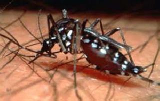 Dengue 23, and 4 cases of malaria | डेंगीचे 23, तर मलेरियाचे 4 रुग्ण