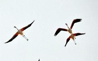 Migration of migratory birds to Nandurmadhyameshwar | नांदुरमध्यमेश्वरला स्थलांतरीत पक्ष्यांची जत्रा