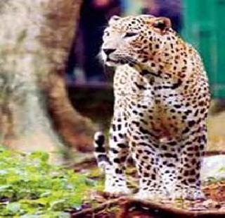 Thunder in the leopard of IIT! | आयआयटीत बिबटय़ाचा थरार!