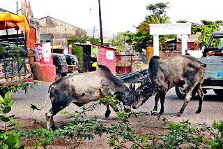 Stretches on the highway: Around the trash Balance of Mastwal bull | महामार्गावर ठिय्या : कचराकुंडीभोवती वावर; भरवस्तीत मस्तवाल वळूंची झुंज