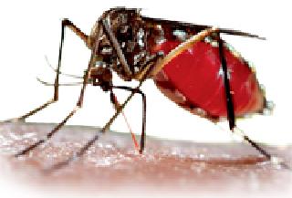 Dengue Breakdown | डेंग्यूचे विघ्न