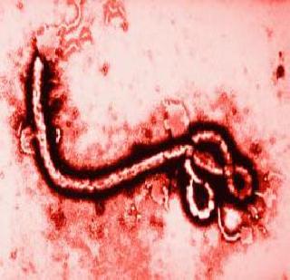 Ebola: The entire country is closed for 4 days | इबोला : अख्खा देश 4 दिवस बंद