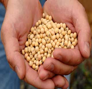 In the season of soybeans, the inward slowdown | ऐन हंगामात सोयाबीनची आवक मंदावली