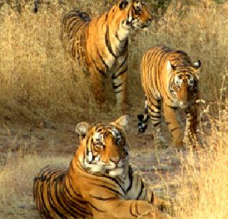 Good news ... Tigers have increased in India | गुड न्यूज...भारतात वाघ वाढले