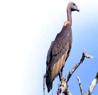 Information about vultures nests | गिधाडांच्या घरट्यांची माहिती द्या