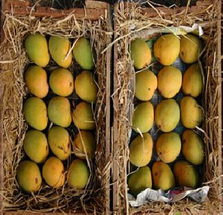 Sales of 1.5 million mangos in Vashi Market | वाशी मार्के टमध्ये १५ लाख आंबा पेट्यांची विक्री
