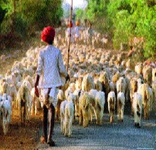 Regarding neglect of government, the shepherds living in wanderings | भटकंतीचे जीवन जगणाऱ्या मेंढपाळांकडे शासनाचे दुर्लक्ष