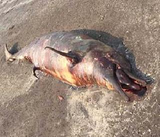 Dead dolphin found in Vasai beach | वसईत समुद्रकिनारी आढळला मृत डॉल्फीन