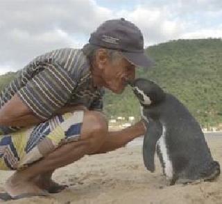 Amazing - Penguin traveled 8000 kilometers per year to meet the person | अद्भुत - प्राणदात्याला भेटण्यासाठी दरवर्षी 8000 किलोमीटर प्रवास करणारा पेंग्विन