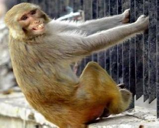 Police complaint against woman Chorana Maqda | मोबाईल चोरणा-या माकडाविरोधात महिलेची पोलिसांत तक्रार