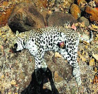 Leopard death due to eating poisonous meat | विषारी मांस खाल्ल्याने बिबट्याचा मृत्यू