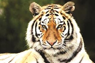 'Tiger' missing from Sahyadri Tiger Reserve project | सह्याद्री व्याघ्र प्रकल्पातील ‘वाघ’च गायब