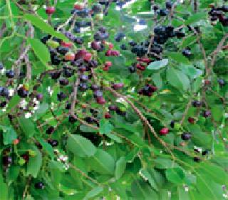 The medicinal 'jaundiced' tree is rare | औषधीयुक्त ‘जांभुळ’ झाड होतेय दुर्मिळ