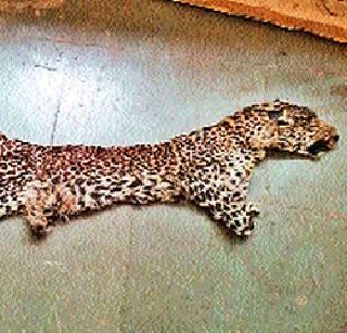 Leopard skulls | बिबट्याच्या कातडीची तस्करी