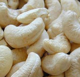 Use of organic manure to increase the production of cashew nuts in Goa | गोव्यात काजू उत्पादन वाढविण्यासाठी जैविक खताचा वापर