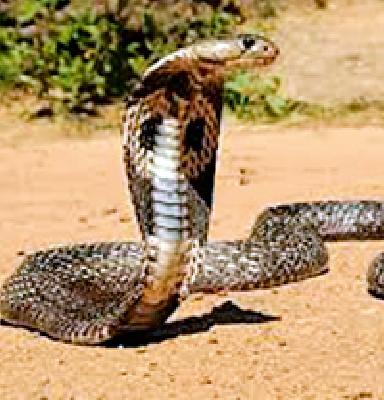 There is no record of catching poisonous snake forest | विषारी साप पकडल्याची वनविभागात नोंदच नाही