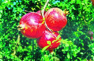 Pimpalgavi pomegranate is worth Rs. 2 thousand | पिंपळगावी डाळिंबाला दोन हजार रुपये भाव