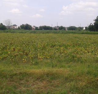 Akola - Soybean Crops Falled Yellow | अकोला - सोयबीन पीक पडले पिवळे