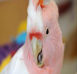 83-year-old Kakakuova fatality | ८३ वर्षीय काकाकुवा पक्ष्याचा मृत्यू