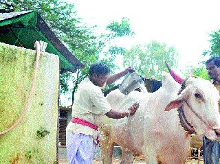 Today the ballapolla: According to livestock, the number of bullocks in the district is 55 lakh | आज बैलपोळा : पशुगणनेनुसार जिल्ह्यात बैलांची संख्या सव्वापाच लाख