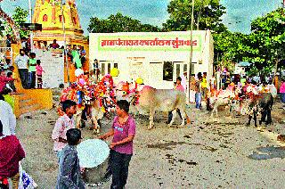 The procession of bullock in Munjwad | मुंजवाडला बैलांची मिरवणूक