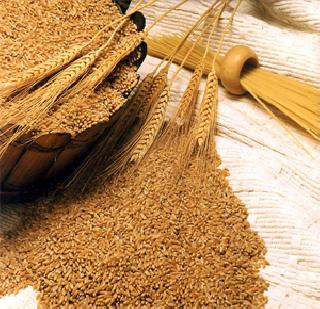 Salted wheat provided to tribals | आदिवासींना दिला सडका गहू